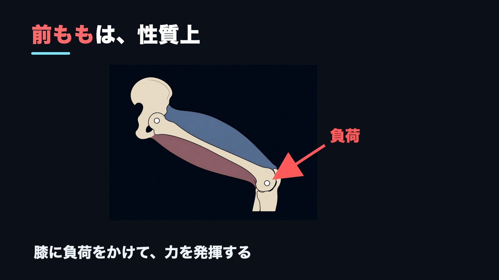 前ももは膝に負荷をかけることで力を発揮することを示した解剖図
