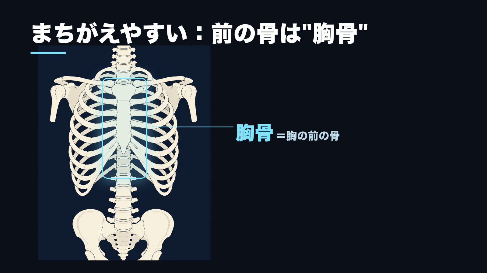胸椎と間違えやすい胸骨（胸の前の骨）を示した骨格図