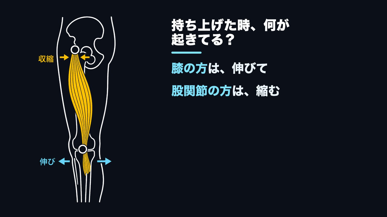もも裏は膝側が伸びながら股関節側が縮むことを示した解剖図