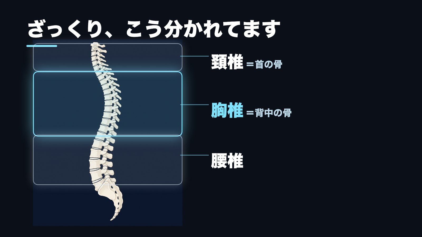 背骨は頚椎・胸椎・腰椎に分かれることを示した骨格図（胸椎＝背中の骨）