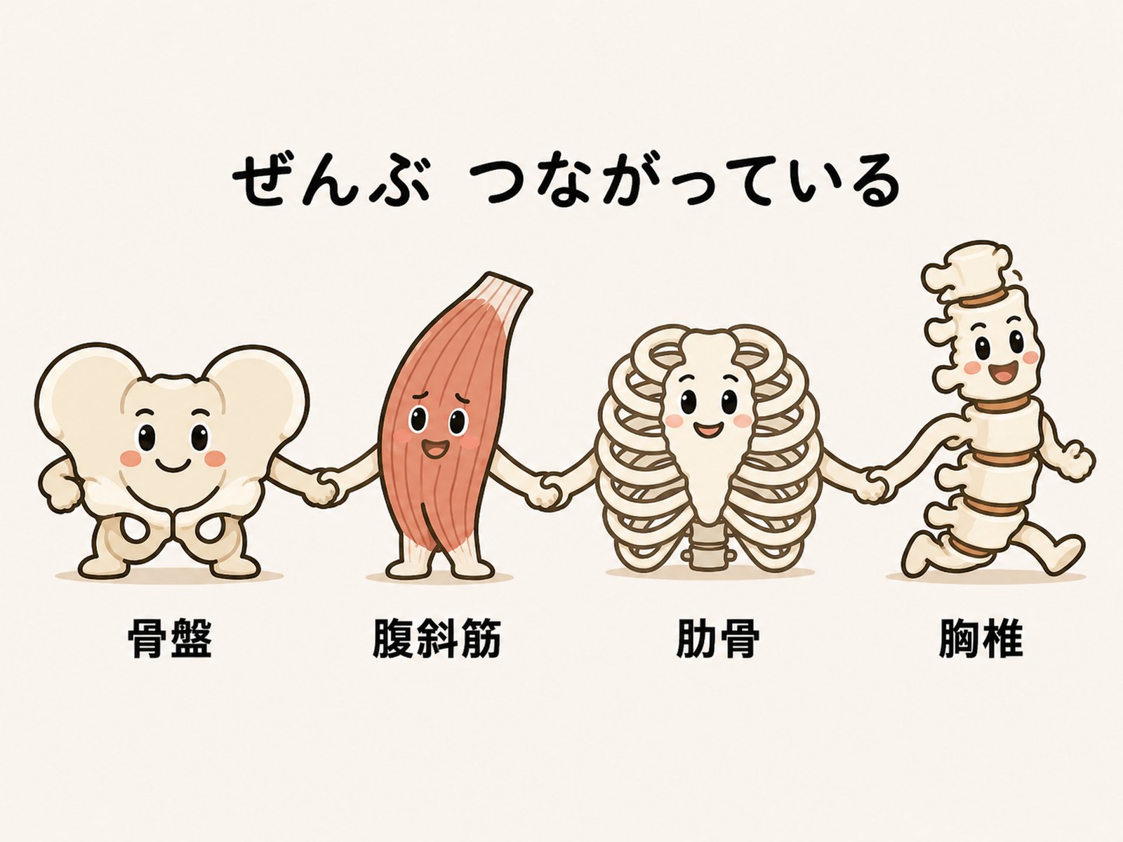 骨盤・腹斜筋・肋骨・胸椎の4つがつながって働くことを示したイラスト