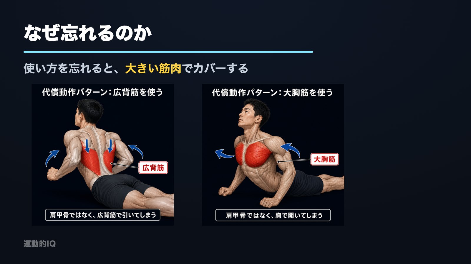 肩甲骨が使えないと広背筋や大胸筋の大きい筋肉で代償することを示した図