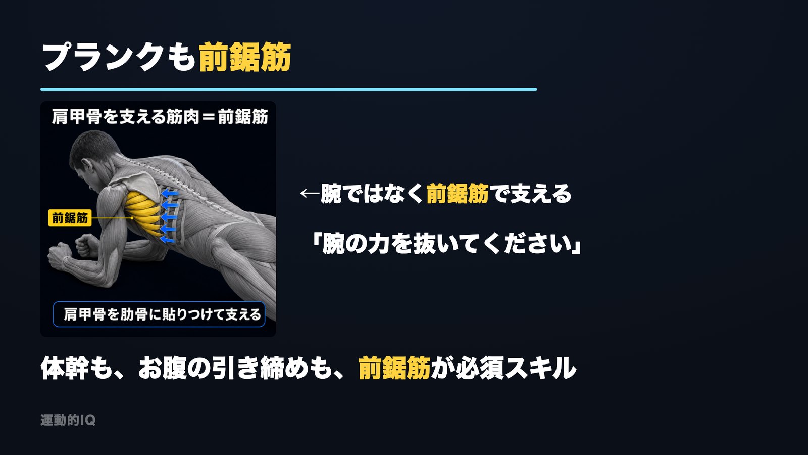 プランクで腕ではなく前鋸筋で支えることを示した図