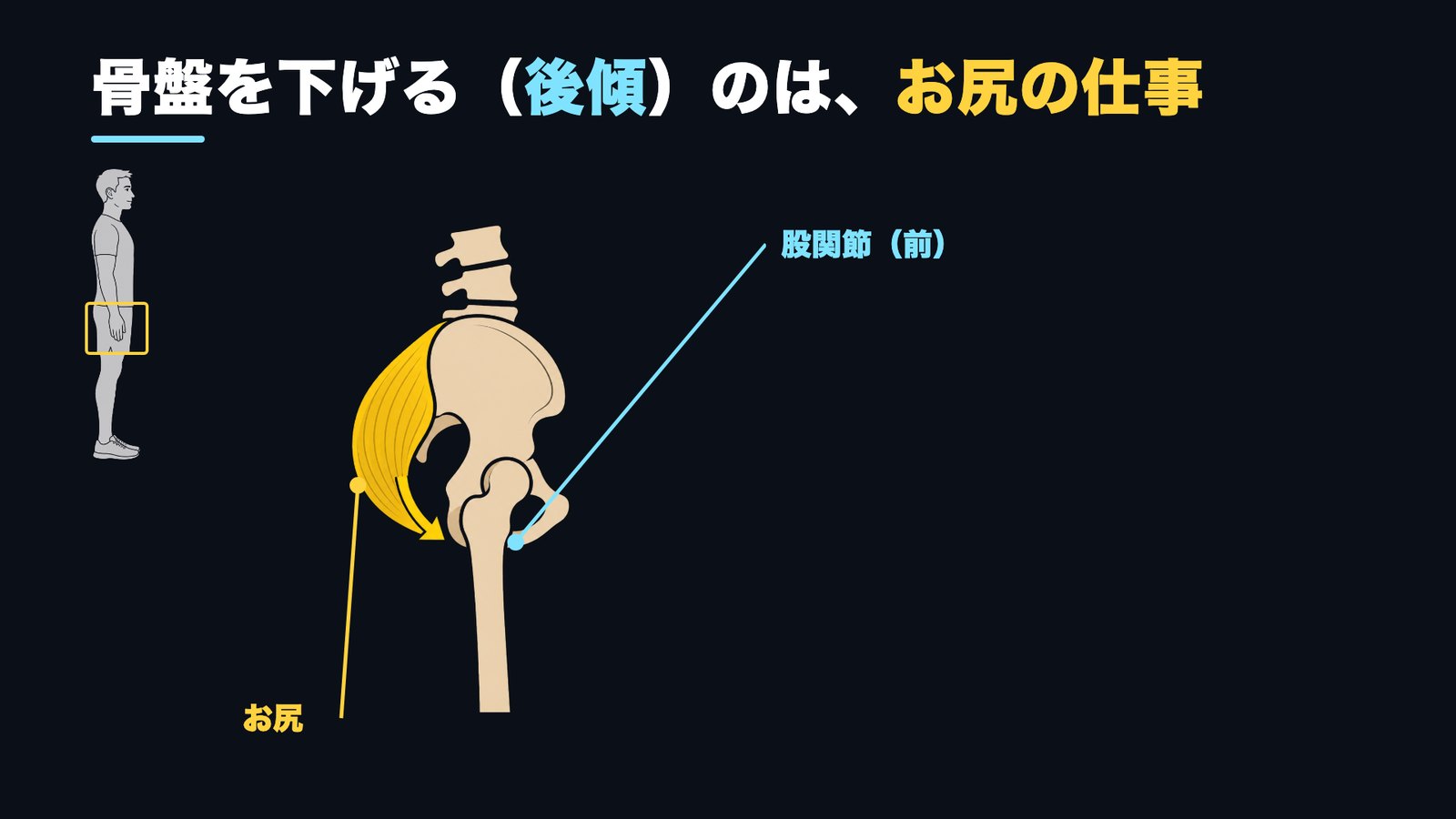 骨盤を後傾させるのはお尻（大臀筋）の仕事 図解