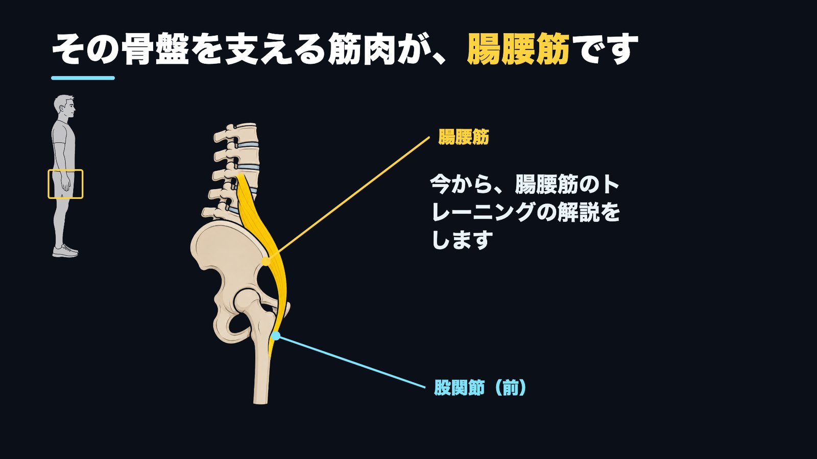 骨盤を支える筋肉 腸腰筋の位置 図解