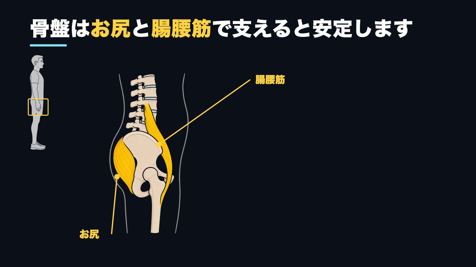 骨盤はお尻と腸腰筋の両方で支えると安定する 図解