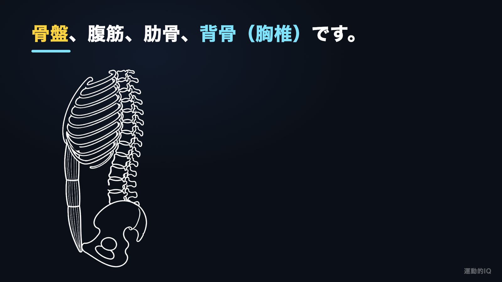 腹筋は4人チームで動く 骨盤・腹筋・肋骨・背骨の解剖図