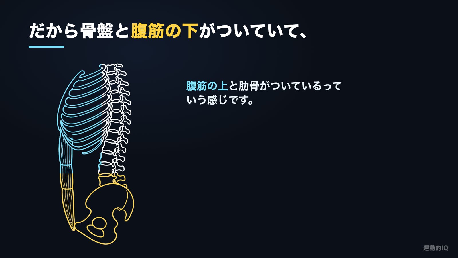 骨盤・腹筋の下・腹筋の上・肋骨・背骨のつながりの図