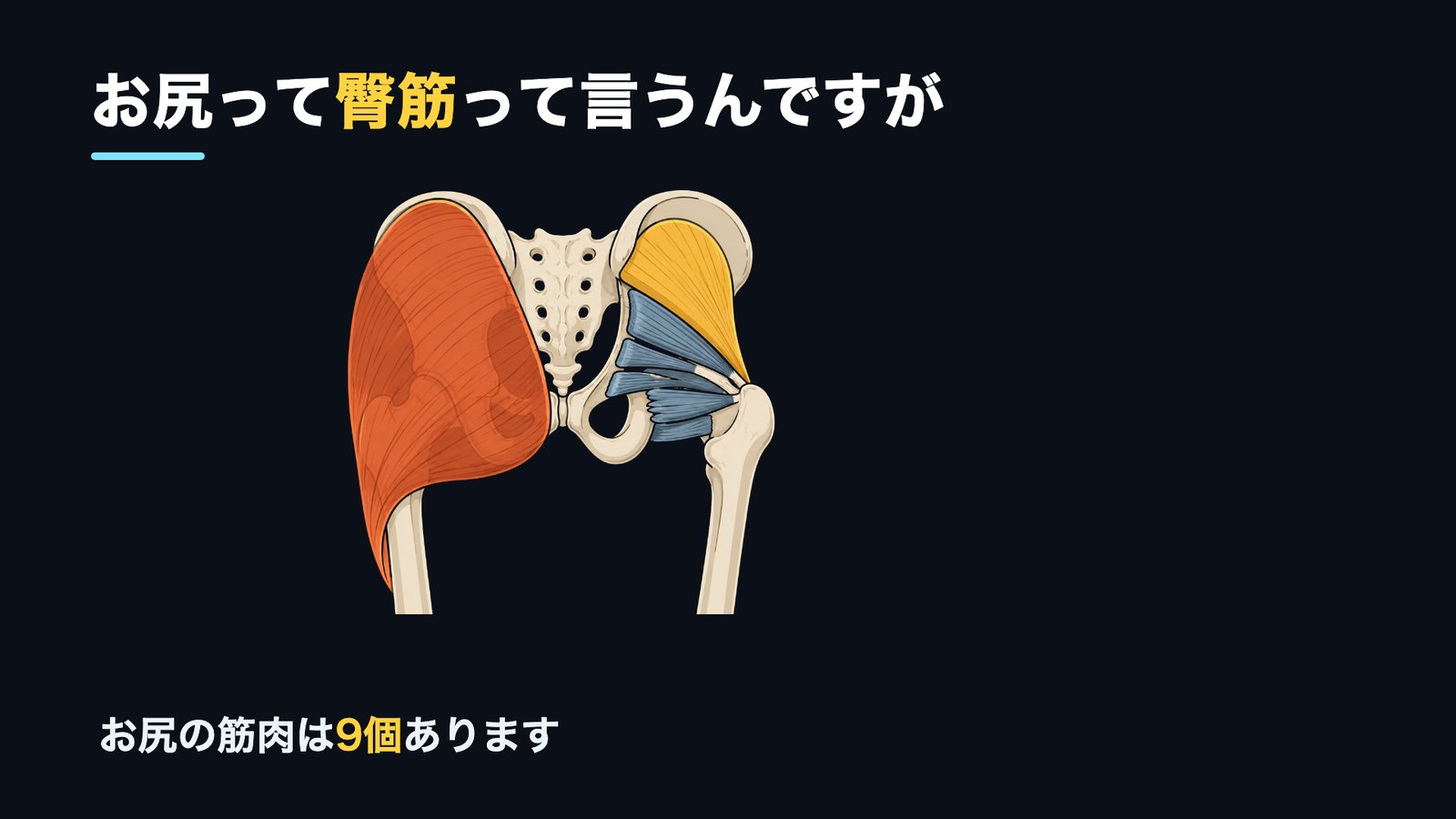 お尻の筋肉 臀筋は9個 大臀筋 中臀筋 小臀筋 解剖図