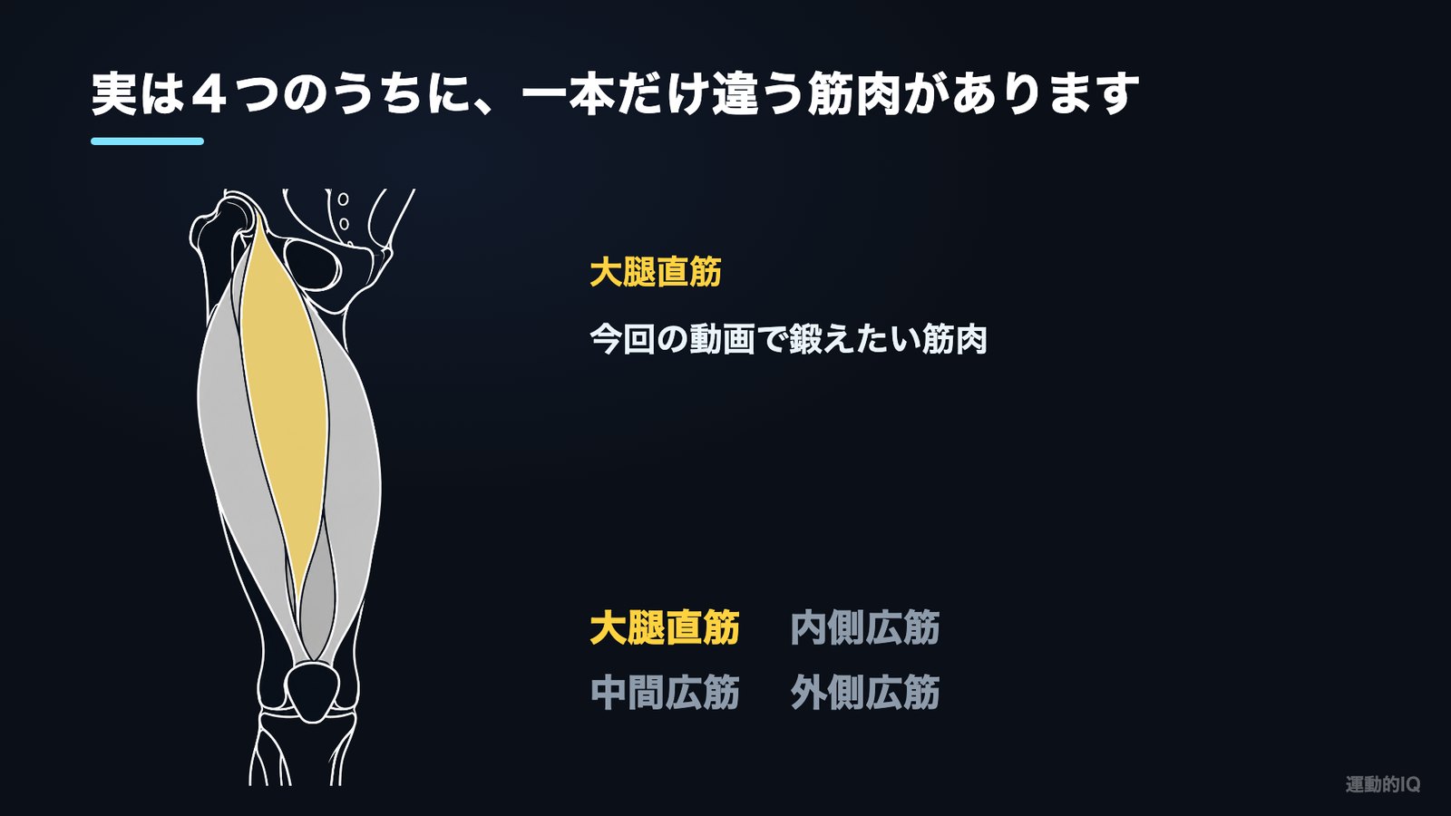 腿裏に効かない人が鍛える大腿直筋と大腿四頭筋4つの解剖図