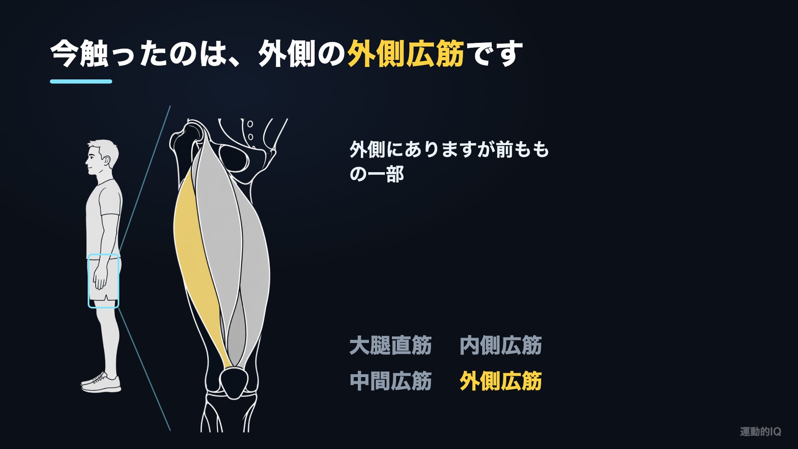 前ももが張る人が触っている外側広筋と大腿四頭筋4つの解剖図