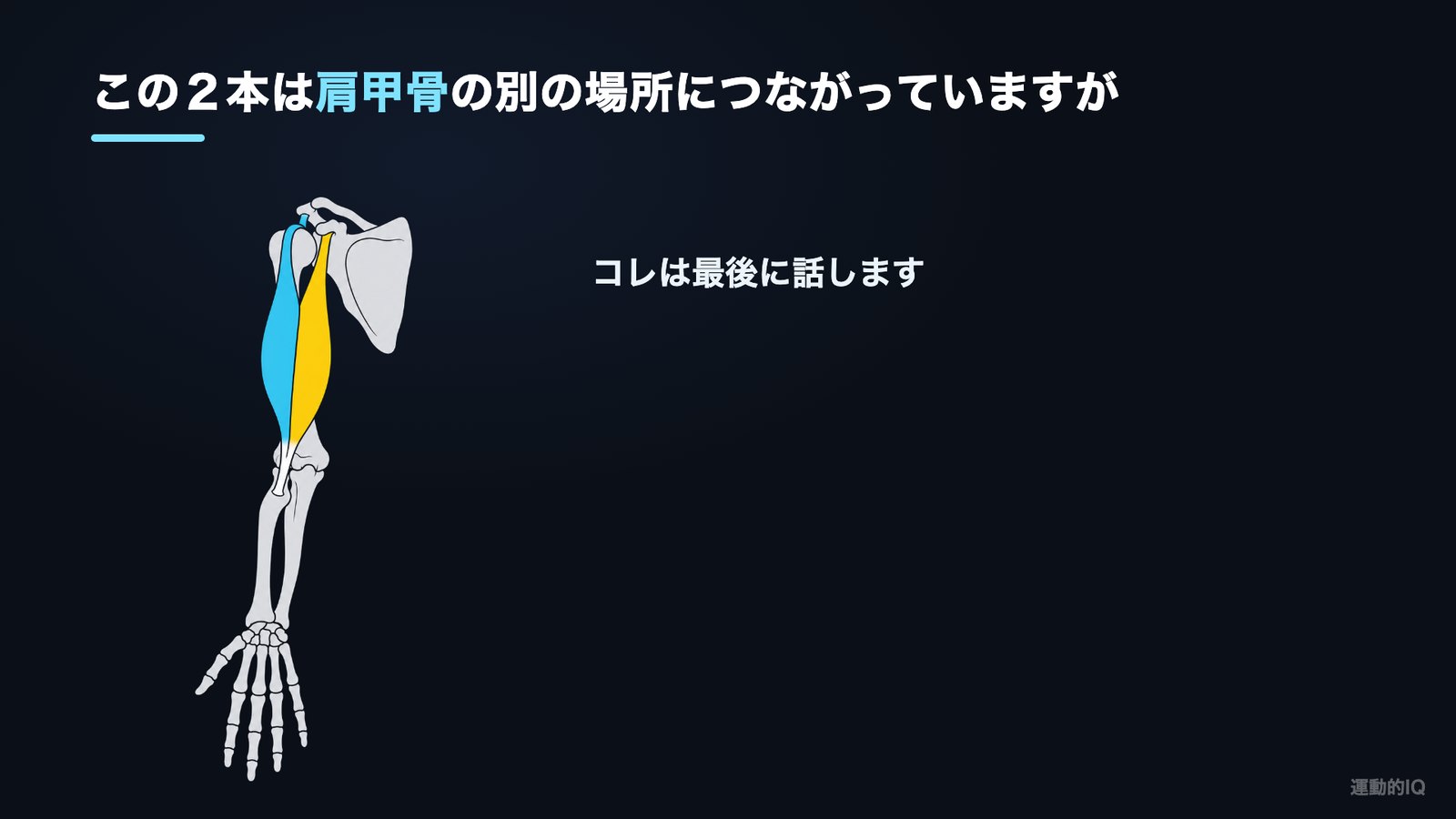 二の腕を細くしたい人向け 上腕二頭筋の長頭と短頭が肩甲骨から橈骨につながる図