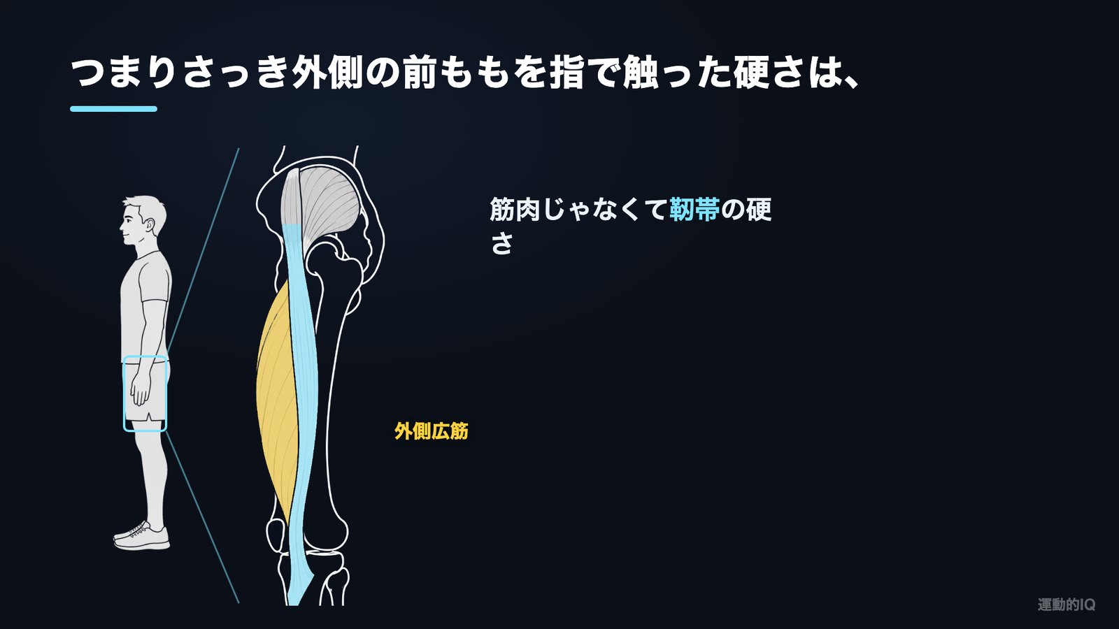 前ももの外側の硬さの正体である腸脛靭帯の解剖図