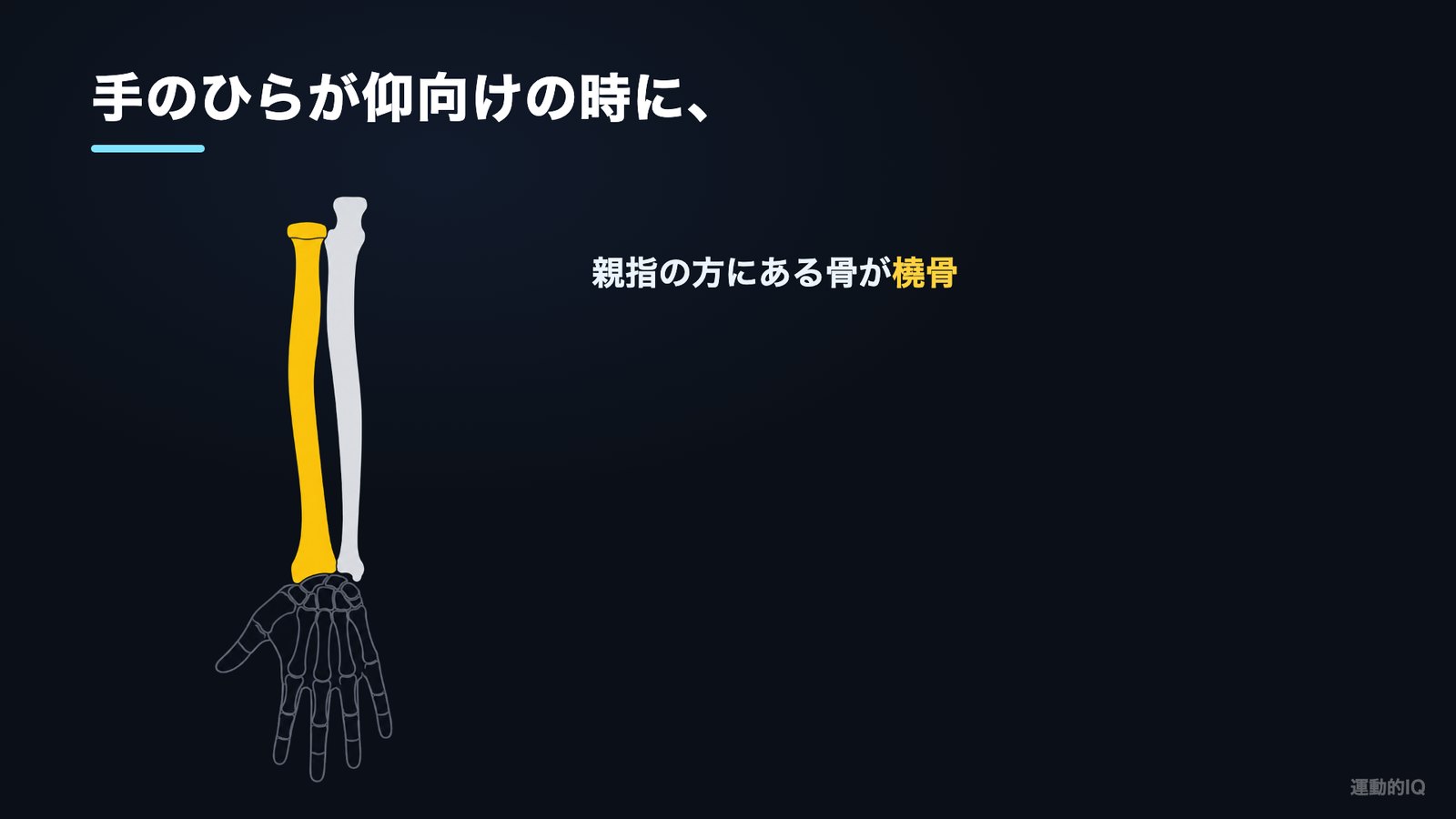 アームカールで動かす橈骨の位置 手のひらを上に向けた時の親指側の骨