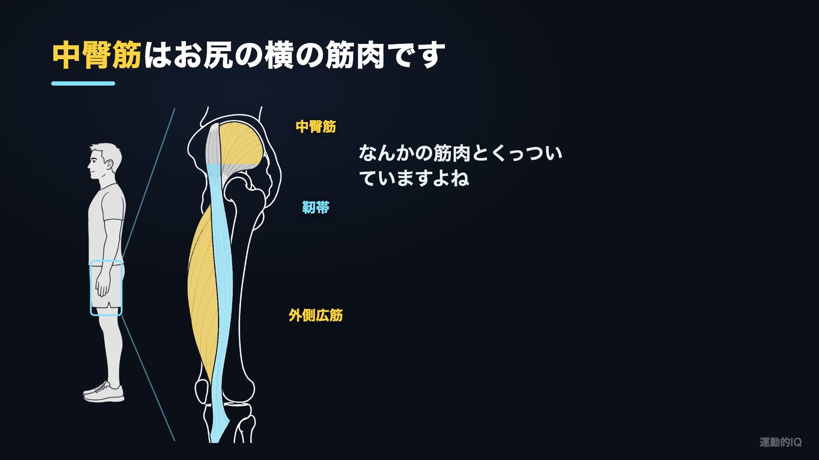 前ももの張りに関係するお尻の横の中臀筋の解剖図