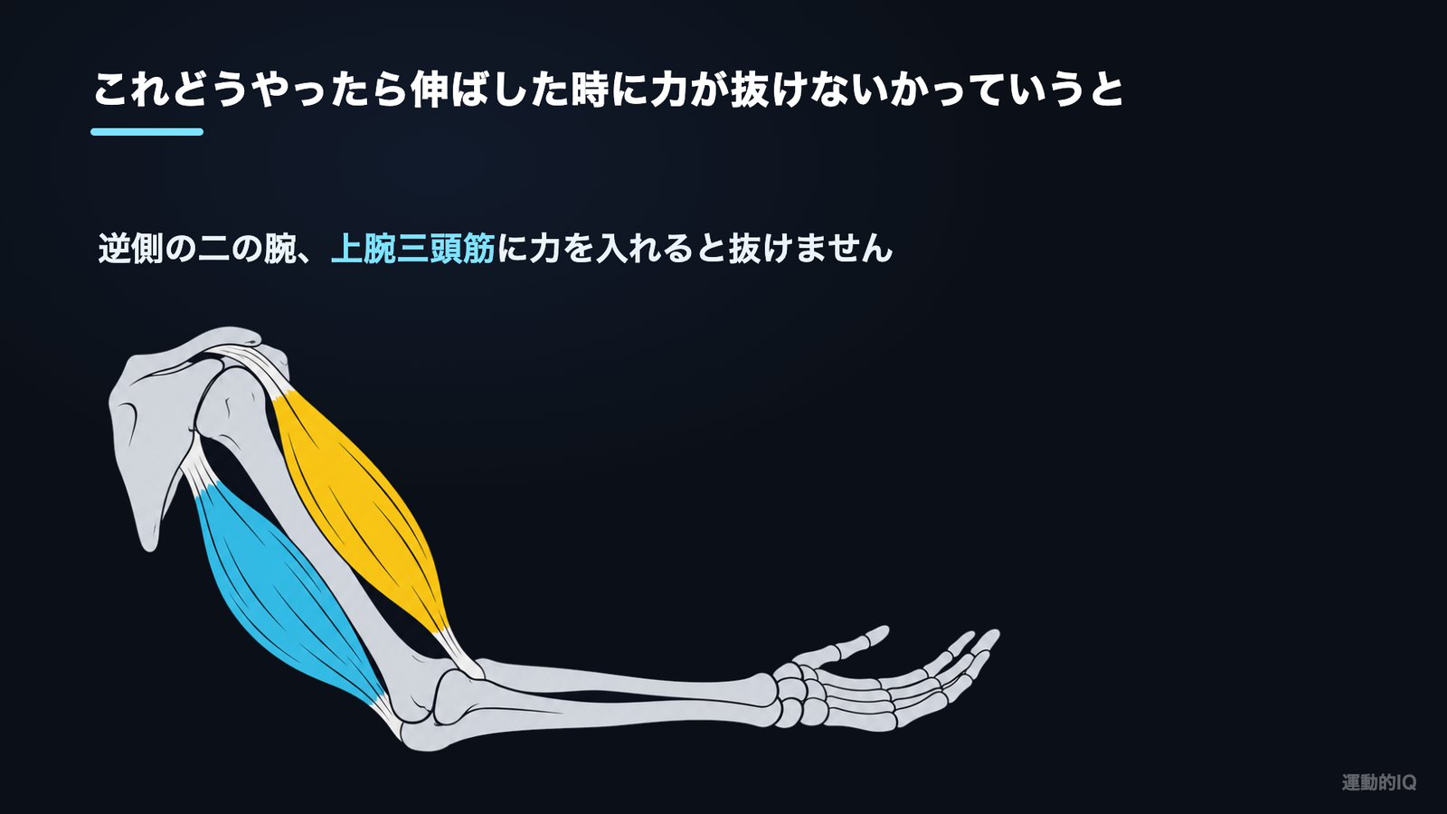 腕を伸ばす時に力が抜ける人向け 上腕二頭筋と上腕三頭筋の位置関係の図