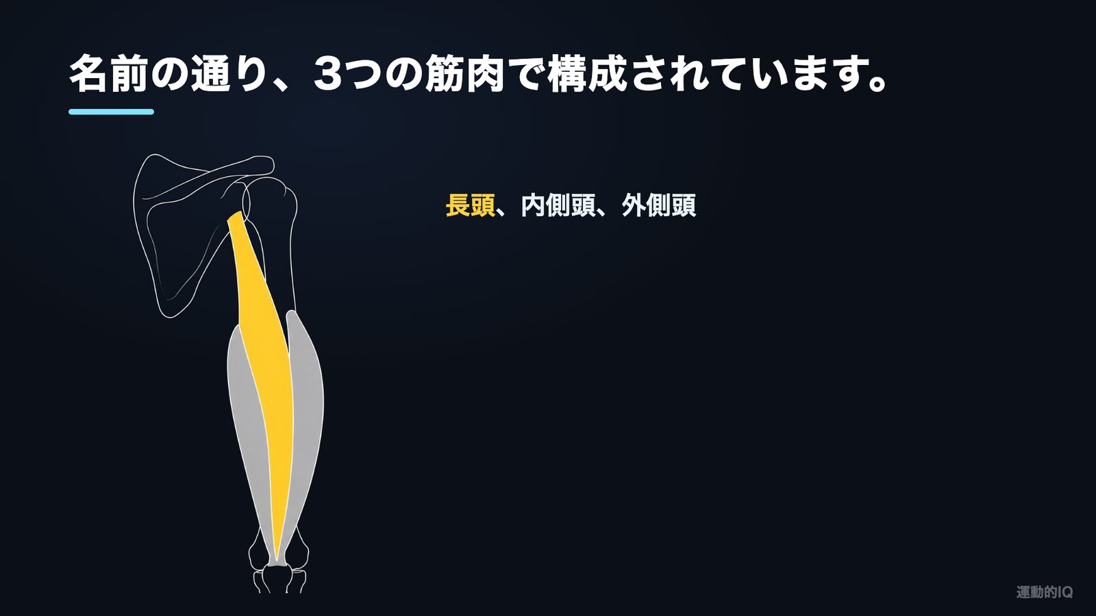 上腕三頭筋は長頭・内側頭・外側頭の3つという解剖図