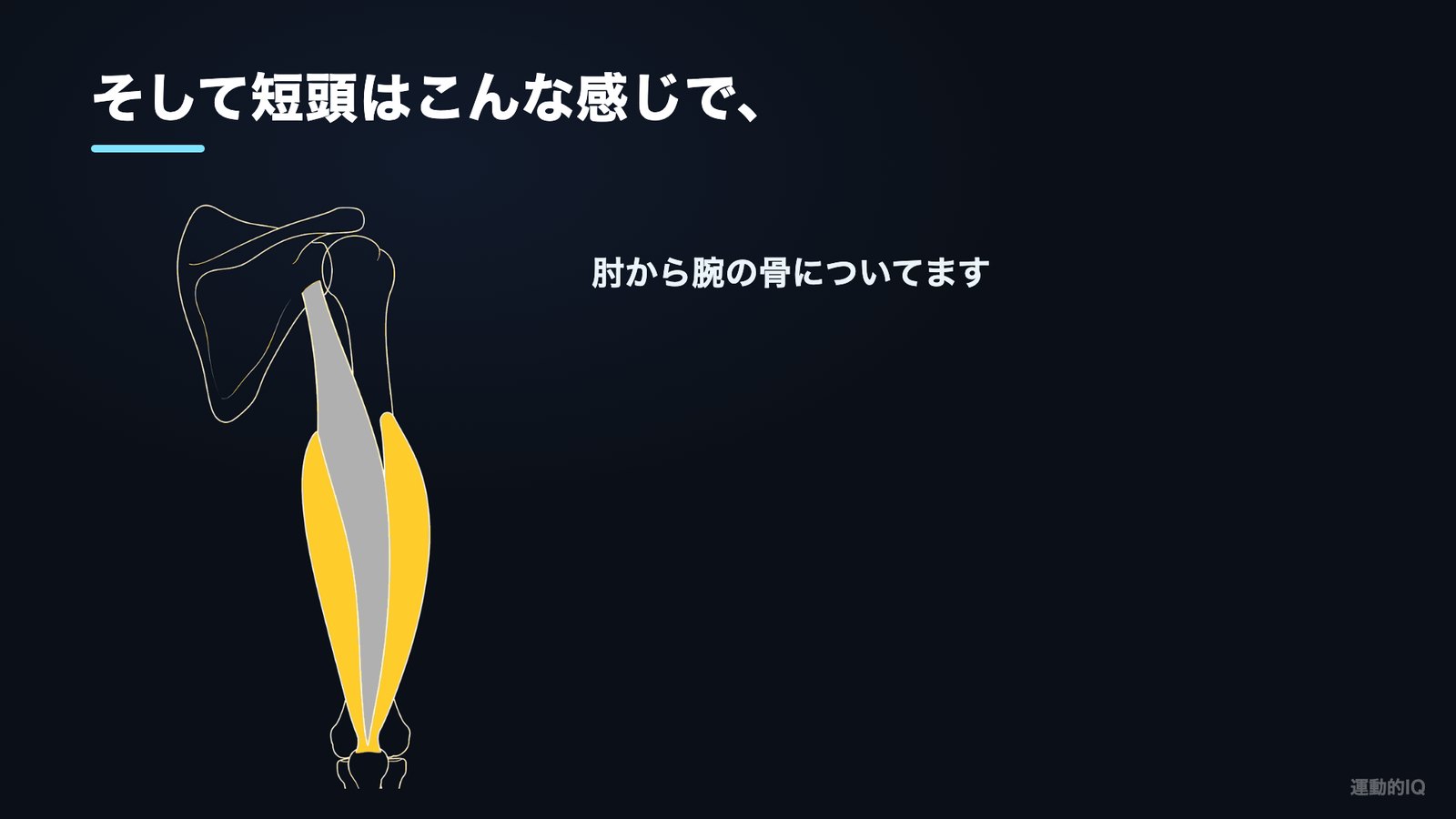短頭は肘から腕の骨についている解剖図