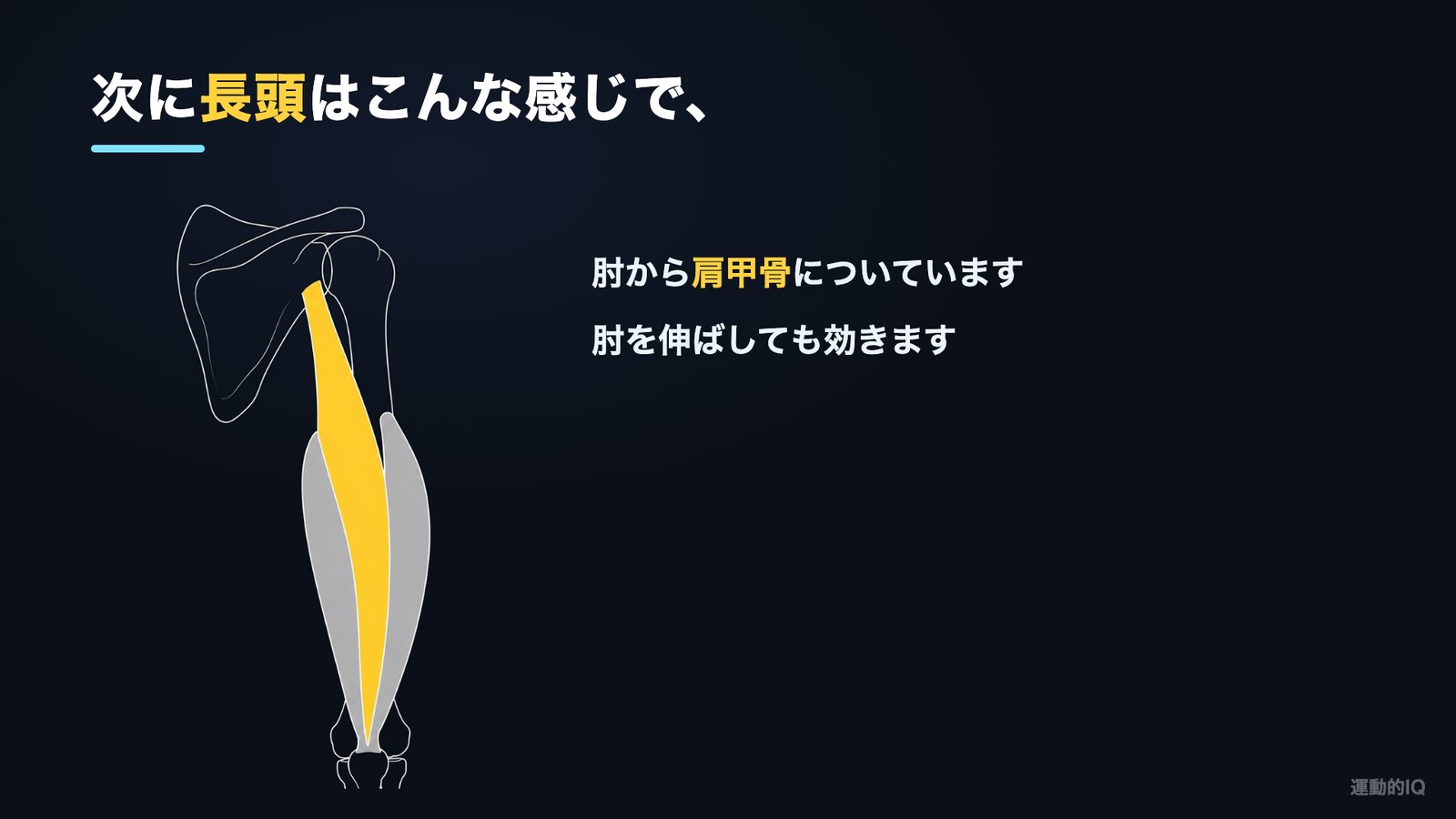 長頭は肘から肩甲骨についている解剖図