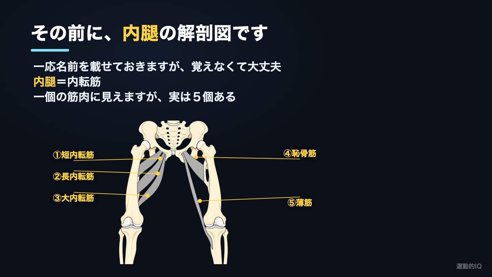 内ももの筋肉は5個ある(内転筋)