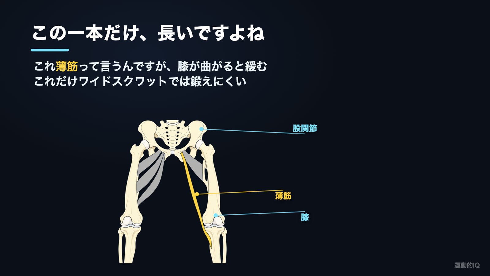 薄筋だけは膝まで繋がっていて、膝が曲がると緩む