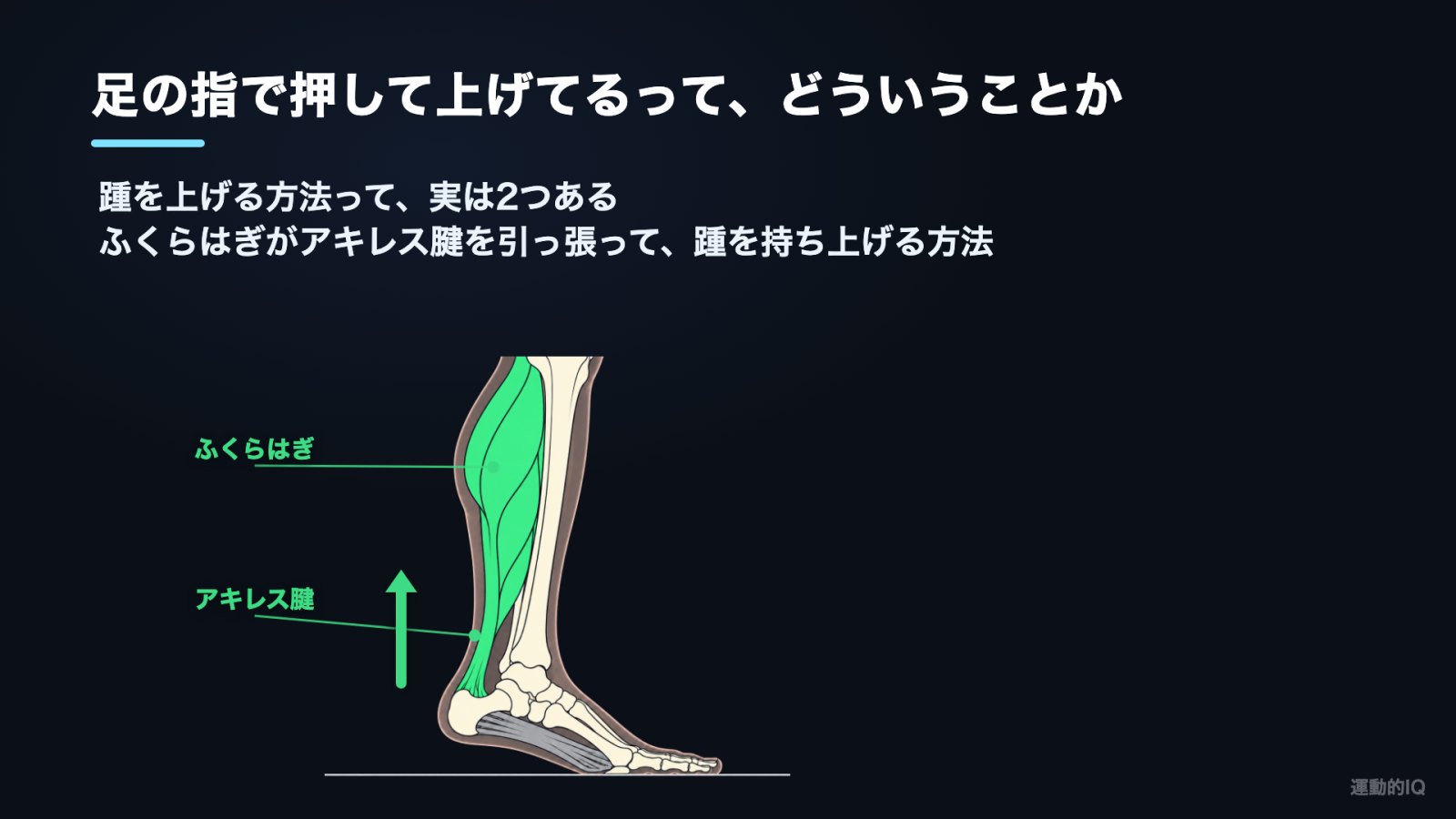 カーフレイズ|ふくらはぎがアキレス腱を引っ張って踵を上げる図