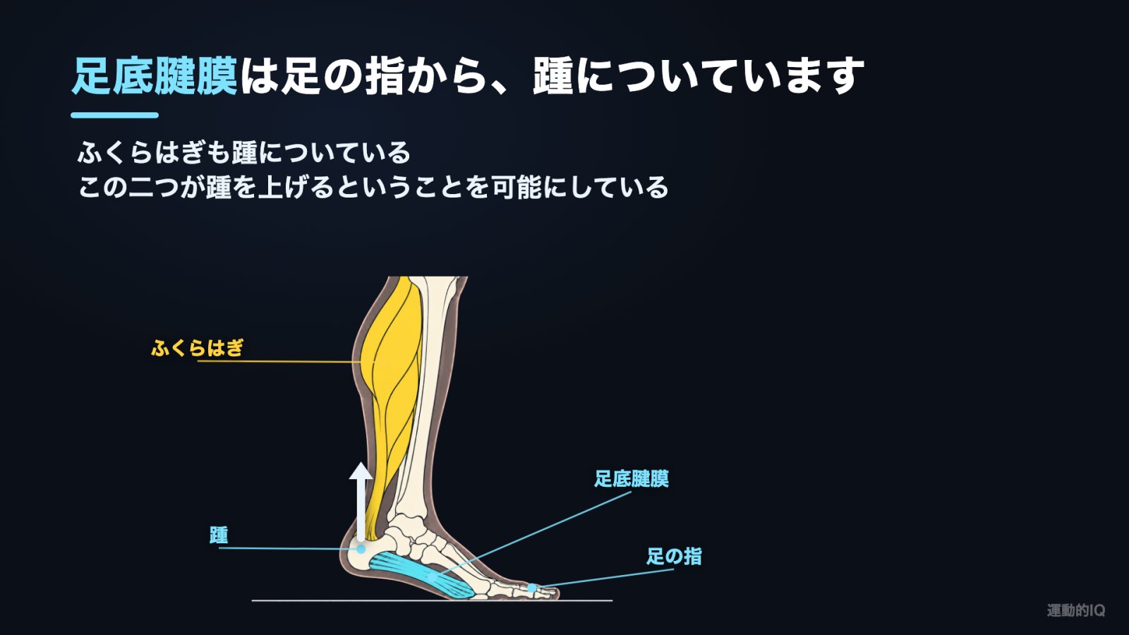 カーフレイズ|足底腱膜は足の指から踵につき、ふくらはぎも踵につく解剖図