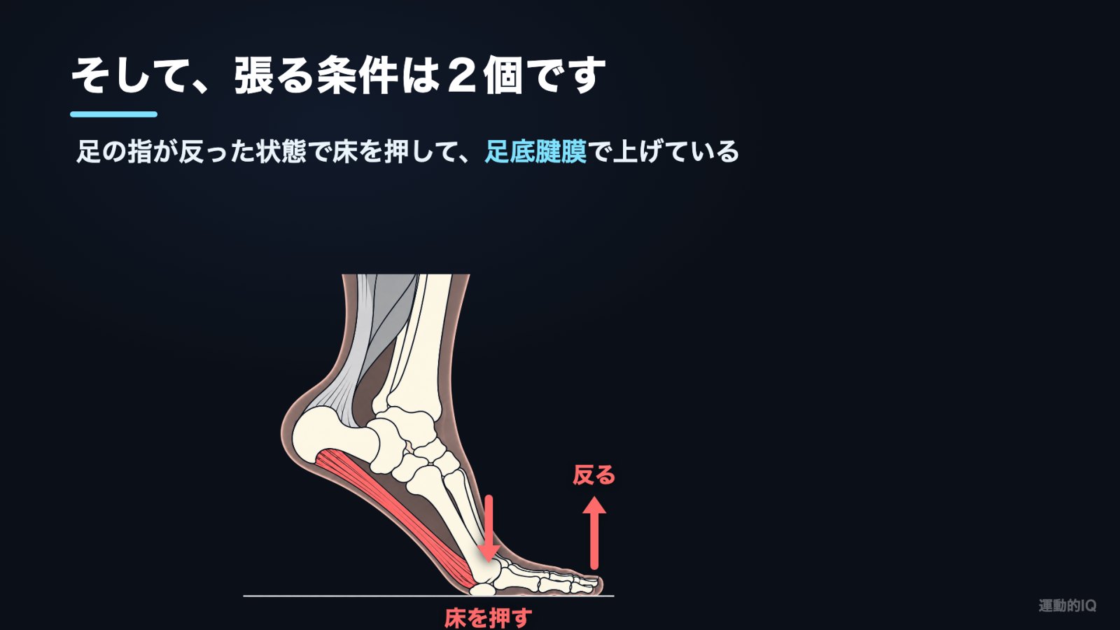 カーフレイズ|足底腱膜が張る2つの条件(指が反る・床を押す)の図