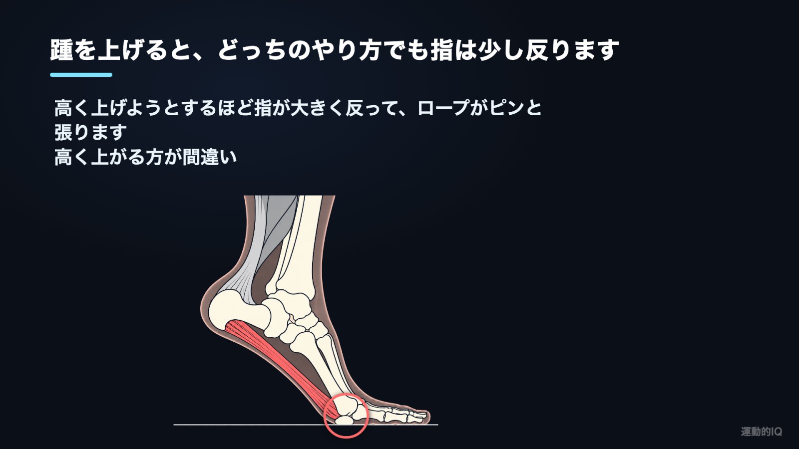 カーフレイズ|高く上げるほど指が大きく反って足底腱膜が張る図
