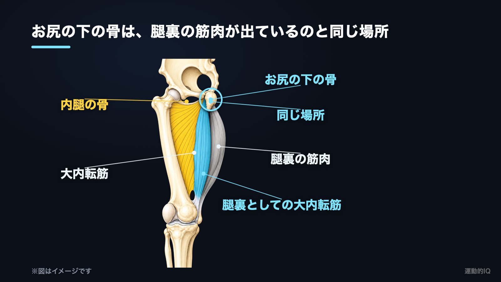 ワイドスクワット|大内転筋を内側から見た図(内ももの骨とお尻の下の骨から出る2つの部分)