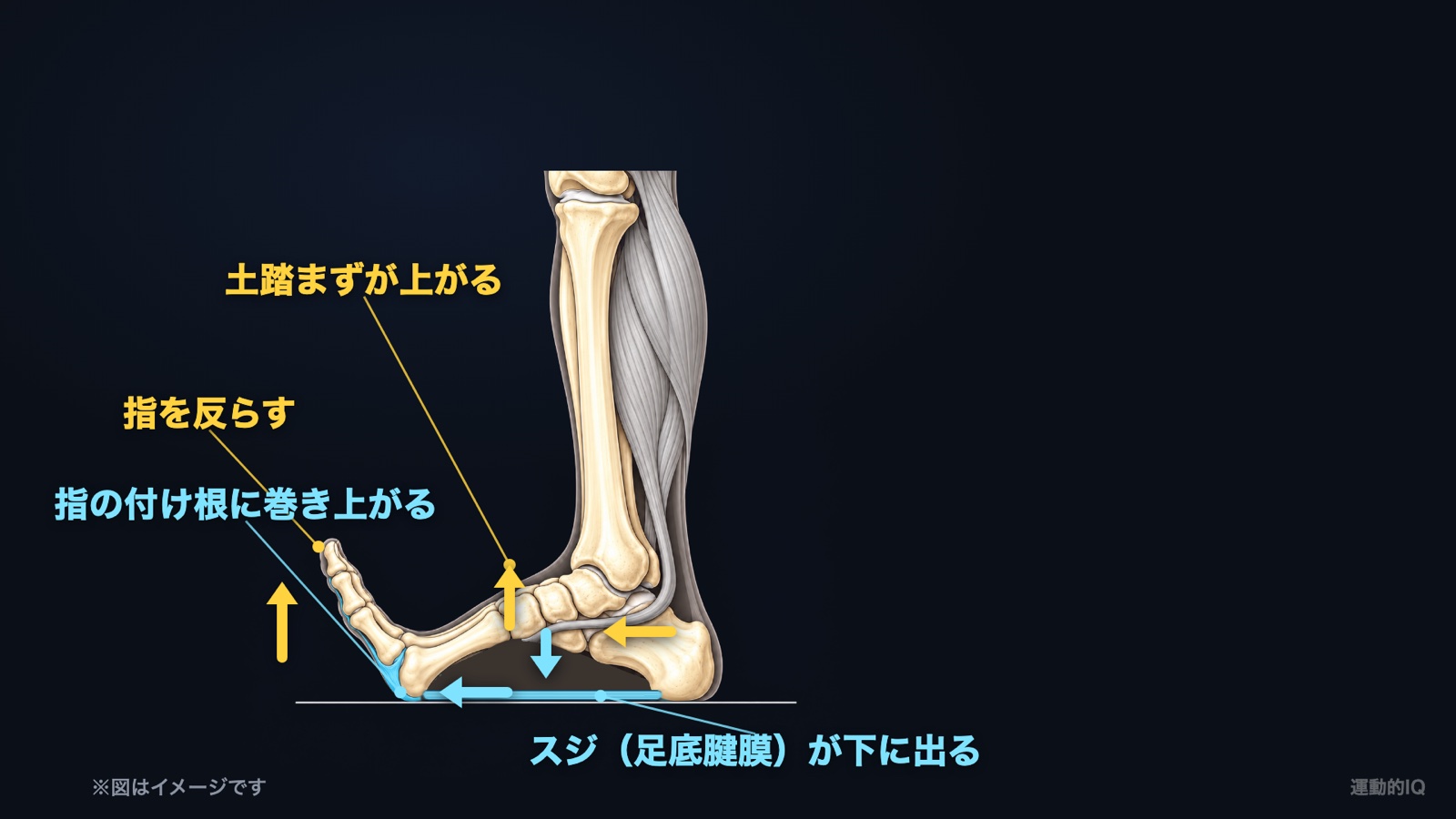 扁平足｜指を反らすと足底腱膜が指の付け根に巻き上げられて土踏まずが上がる図
