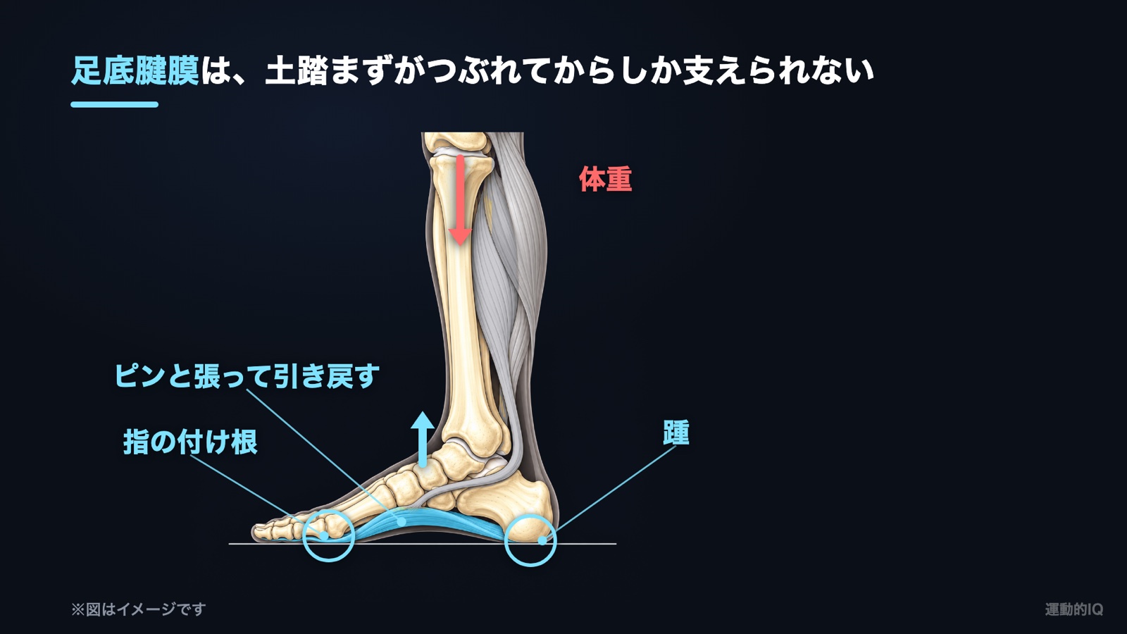 扁平足｜体重が乗ると土踏まずが沈み、足底腱膜がピンと張って引き戻す図