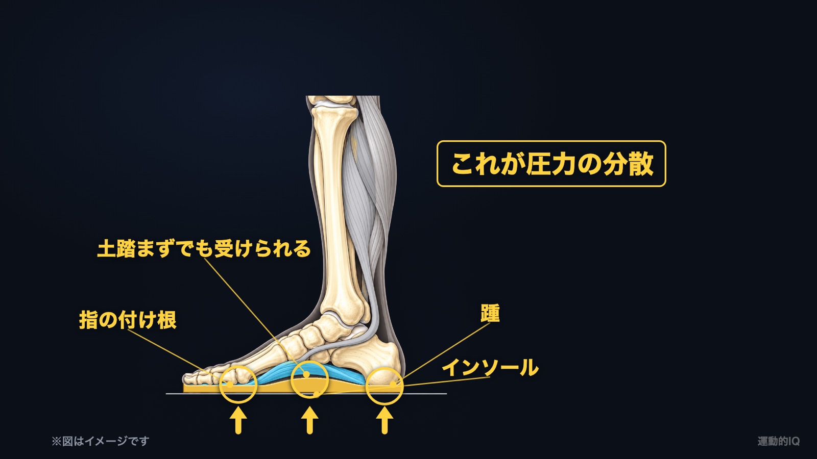 インソール｜踵・土踏まず・指の付け根の3点で体重を受ける圧力の分散の図