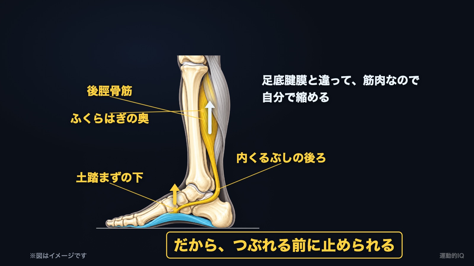 扁平足｜後脛骨筋がふくらはぎの奥から内くるぶしの後ろを通り土踏まずの下に付く図