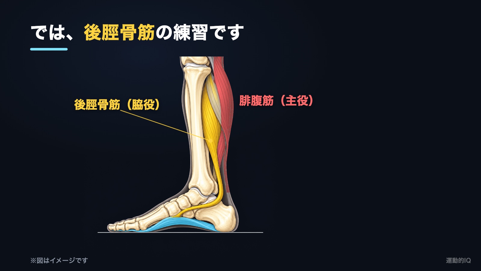 カーフレイズ｜主役の腓腹筋と脇役の後脛骨筋の図