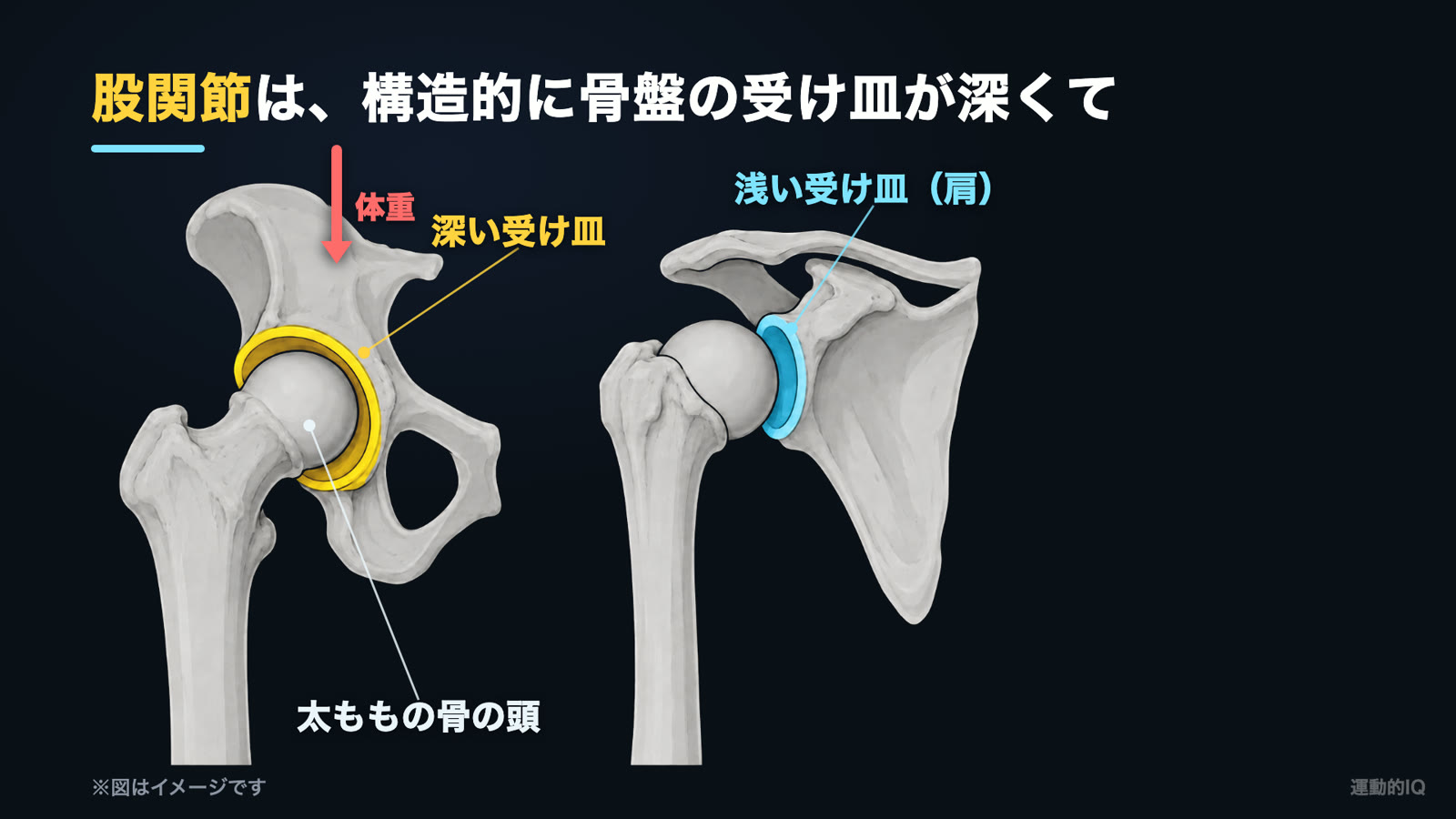 股関節が硬い｜骨盤の深い受け皿と肩の浅い受け皿の比較図